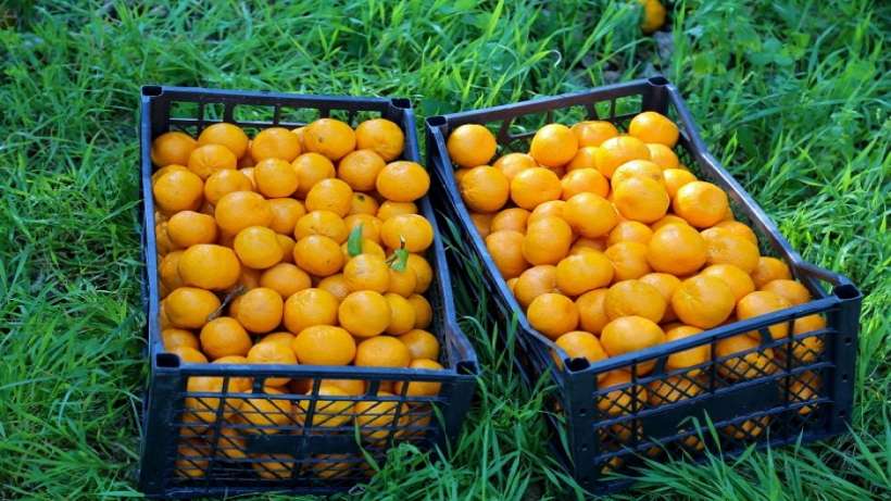 Bodrum belediyesinden mandalina üreticisine destek