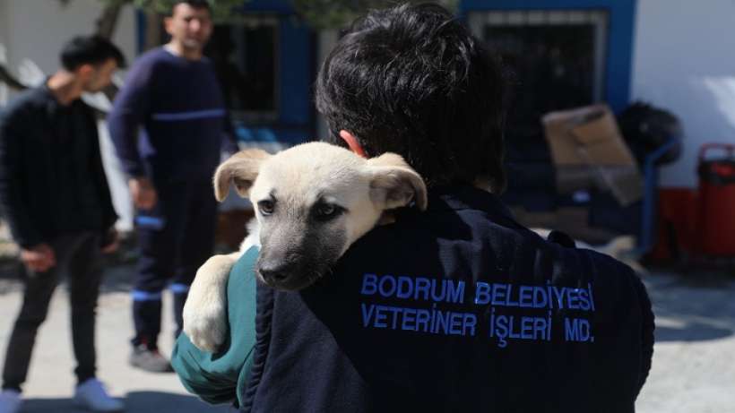 Bodrum, dünya veteriner hekimler gününü kutlandı