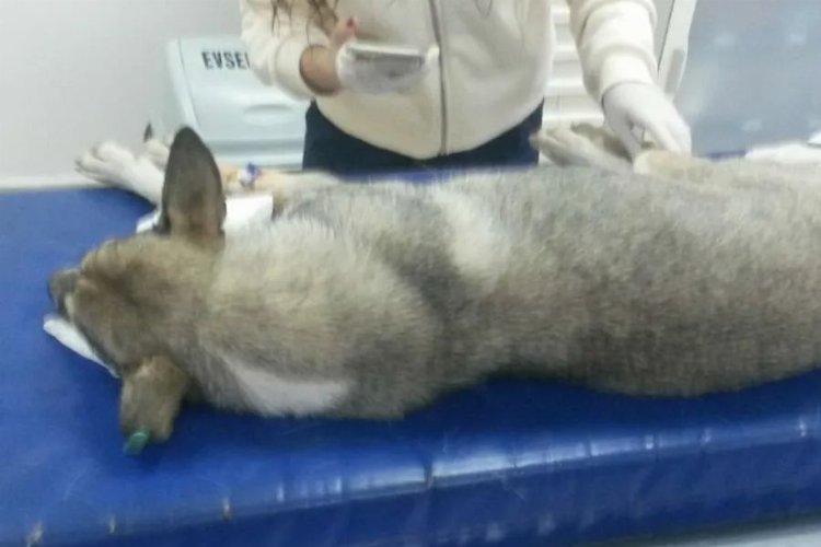 Bursa Mudanya'da telef olan köpeklerle ilgil i rapor çıktı