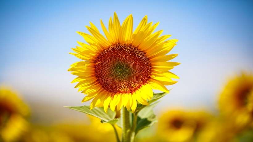 Büyükşehir’in verdiği Ayçiçek tohumları çiçek açtı