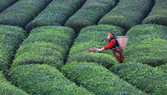 Çay üreticisi tedirgin: Toprağı hiç mi düşünmediniz?