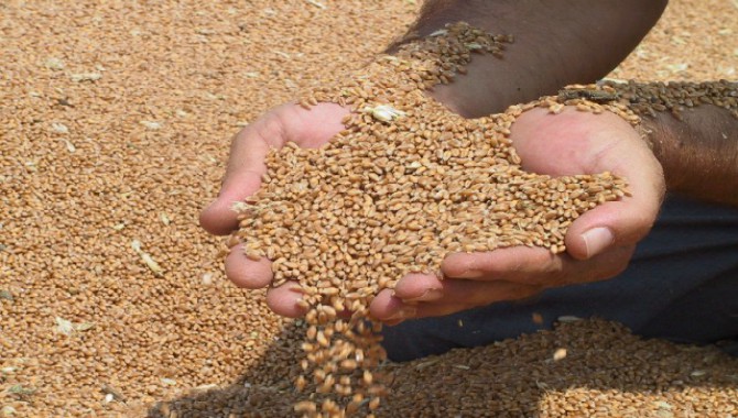 Çiftçi-Sen : “Tohum desteği yetmez! Gıda egemenliği hemen şimdi”