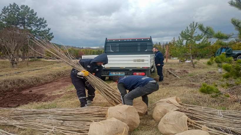 Eskişehir’den İzmir’e Dut Fidanı