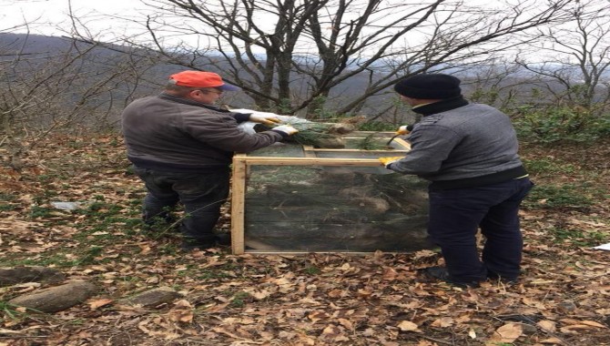 Gölcük Orman İşletme'den Zararlılarla Mücadele