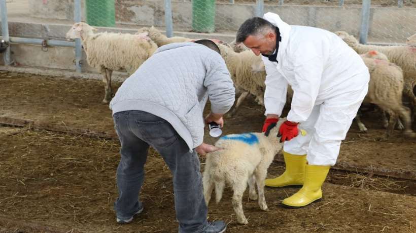 İzmit Belediyesinin küçükbaş hayvan desteği başlıyor