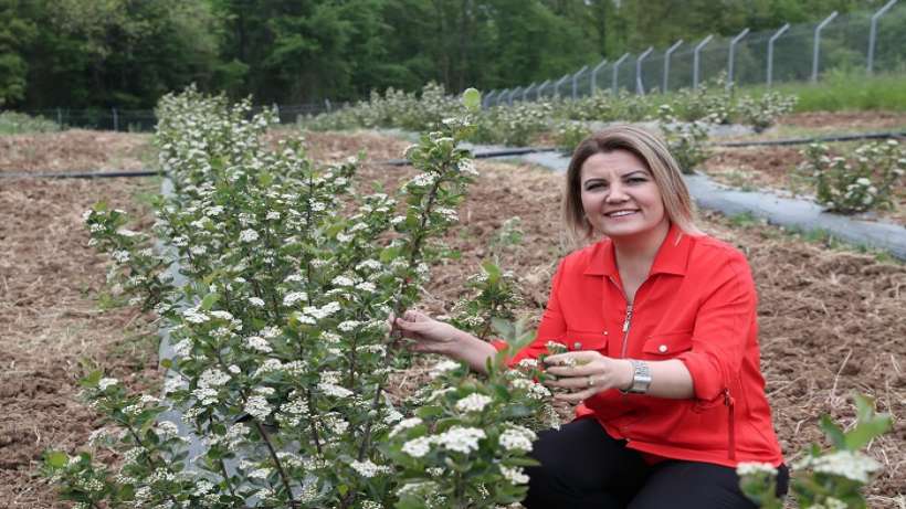 İzmit’e bahar geldi, aronyalar çiçek açtı