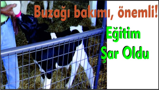 İzmit Köylerine Buzağı Bakımı Eğitimi Verildi