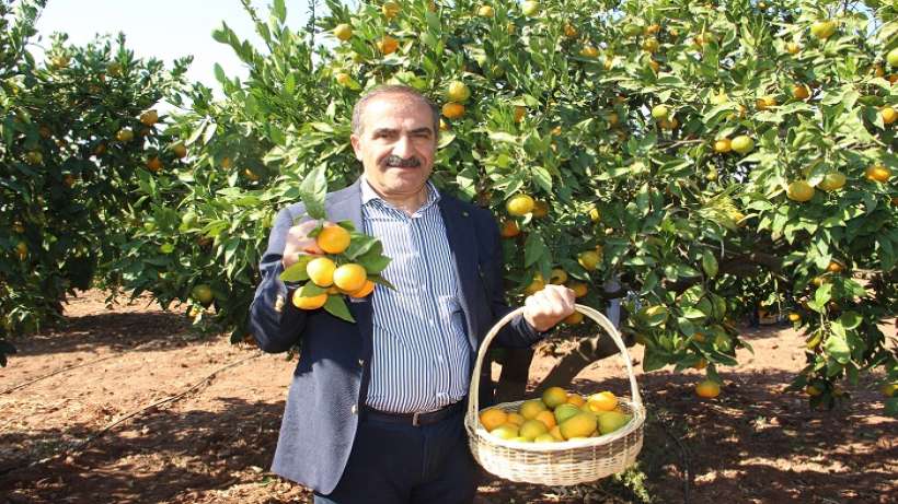 Mandalina ihracatında hedef 500 milyon dolar Mandalina ihracatında hedef 500 milyon dolar