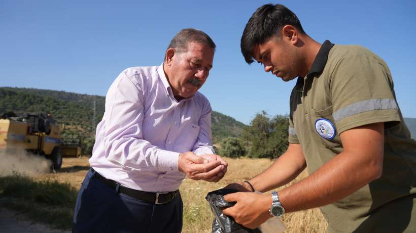 Milas Belediyesi Karakılçık Buğday Hasadı Gerçekleştirdi