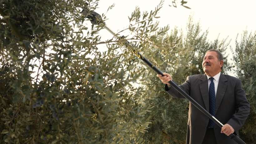 Milas Belediyesi Zeytin Hasadına Başladı