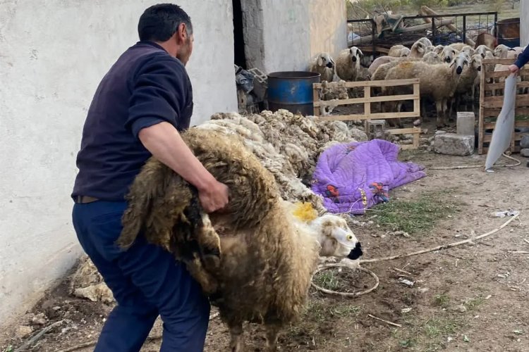 Niğde'de çalınan 70 küçükbaş hayvan sahibine teslim edildi 