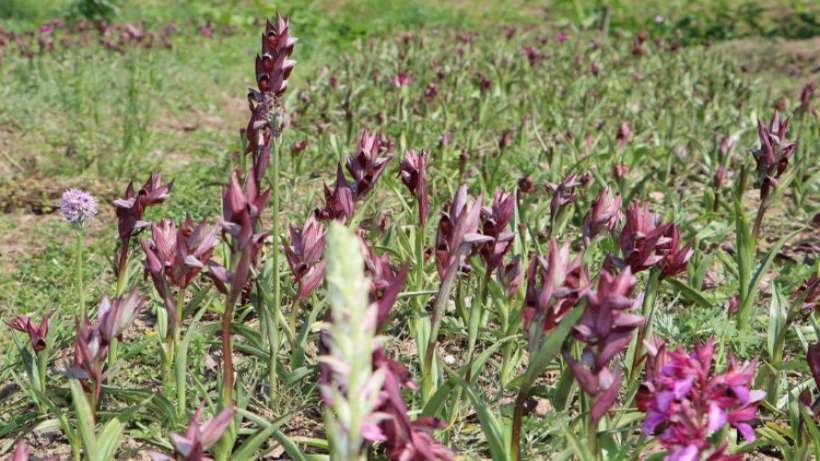 Ordu'da Salep hasadı başladı