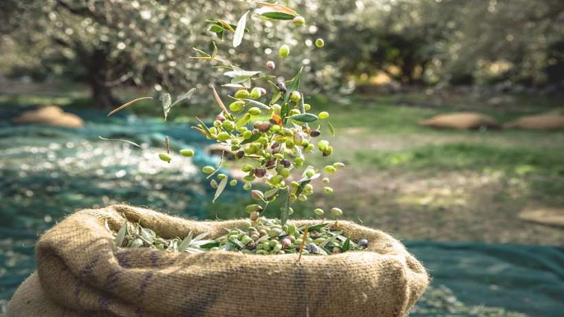 Sofralık zeytin ihracatı 100 bin tona koşuyor