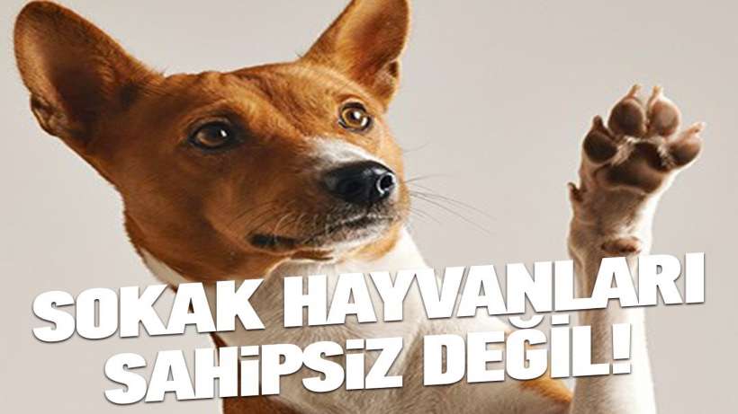 Sokak Hayvanları sahipsiz değildir