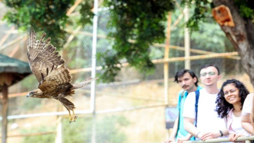 Tedavi edilen yırtıcı kuşlar doğaya bırakıldı