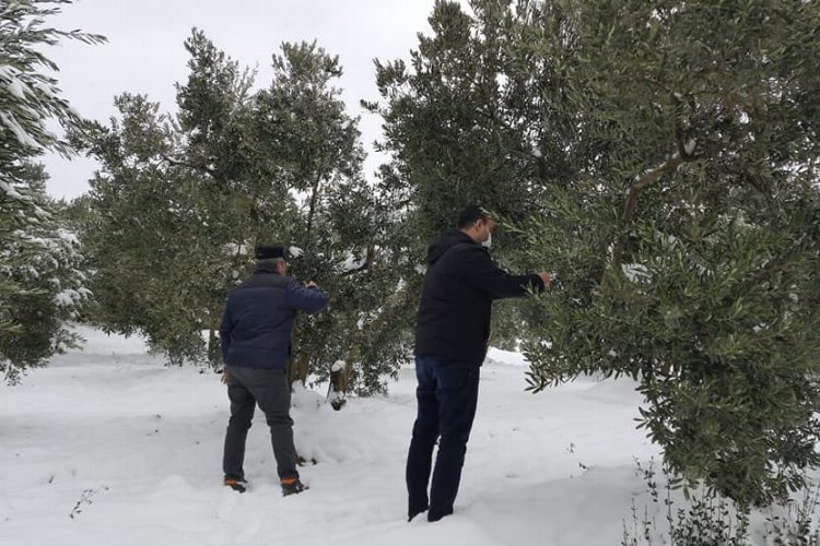 Bursa Mudanya'da bir çok zeytin ağacının dalı kara dayanamadı