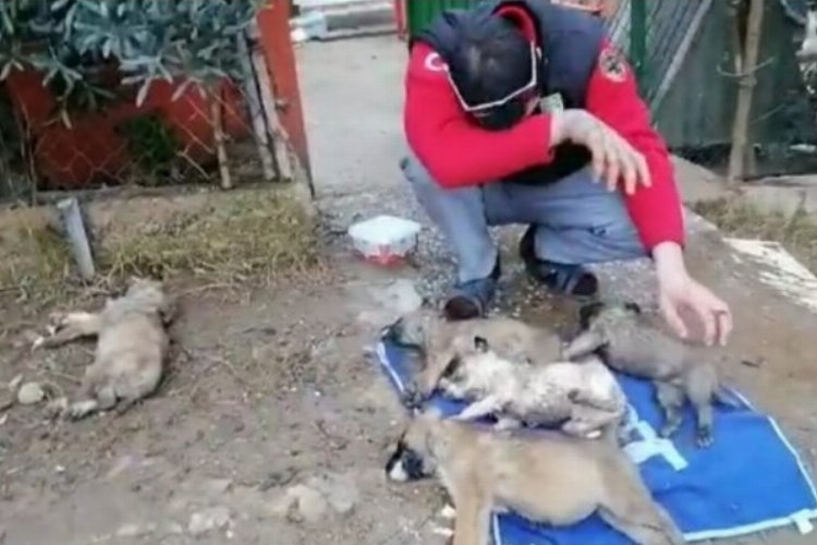 Bursa Mudanya'da hayvan katliamı 