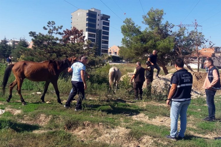 Bursa Osmangazi'de başıboş atlar Zabıta'dan kaçamadı!