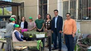 Datça’da Çağla Turşusu Bereketi