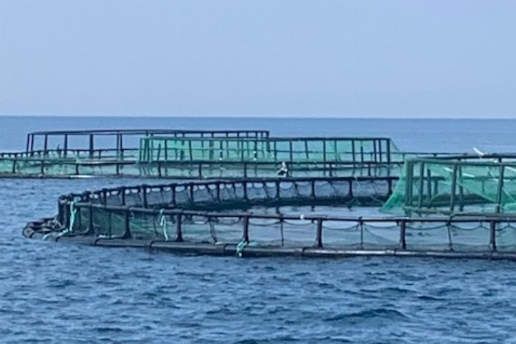 Didim'de balık çiftliklerini keşfi uzaktan yapıldı 