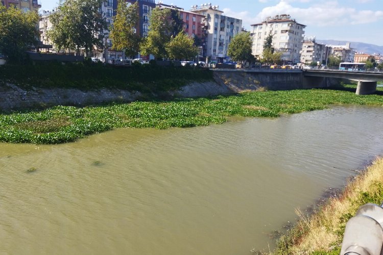 Hatay'da su sümbülleri temizleniyor