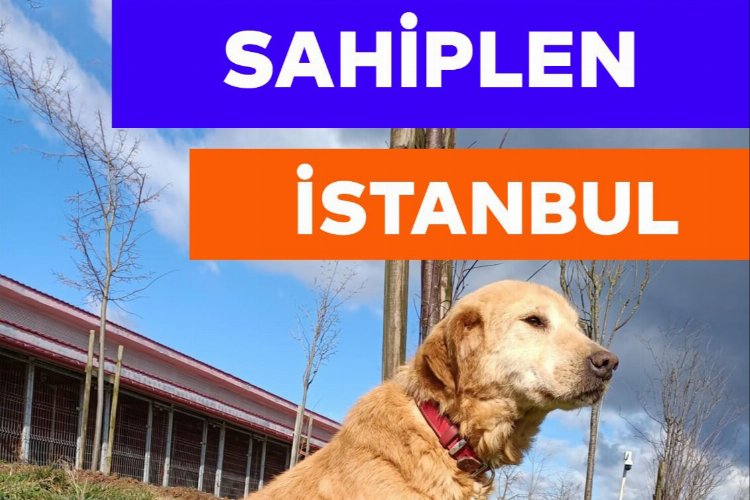 Hayvanseverler 3 Nisan'da Tepeören'de 