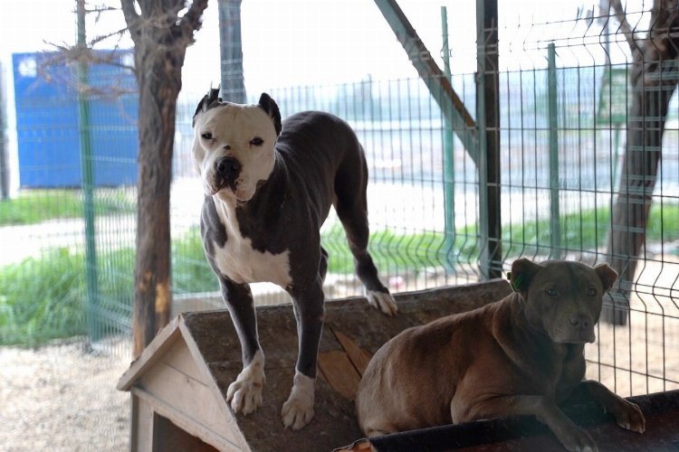 HBB'den yasaklı ırk köpekler hakkında açıklama 
