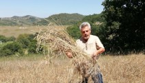 KARÇEV Buğday hasatını yaptı