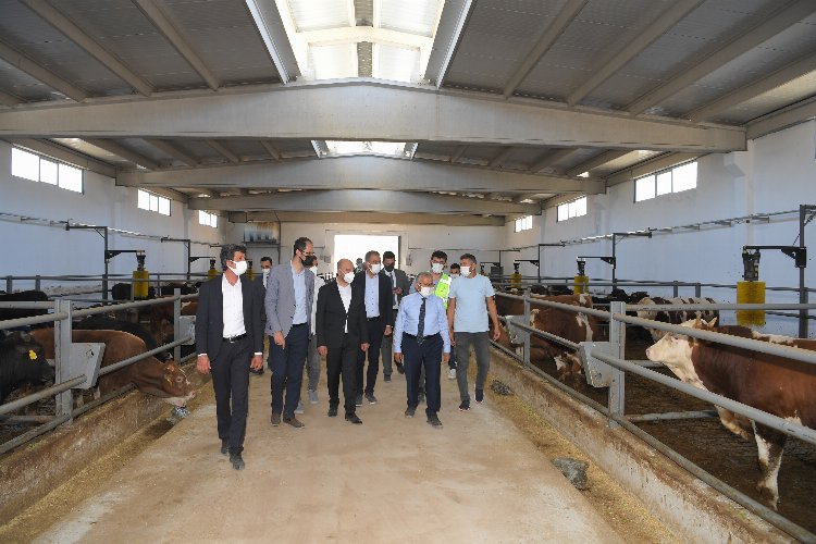 Kayseri'de 5.5 milyon metrekarelik bir alanda hayvancılığa nefes aldıracak proje 