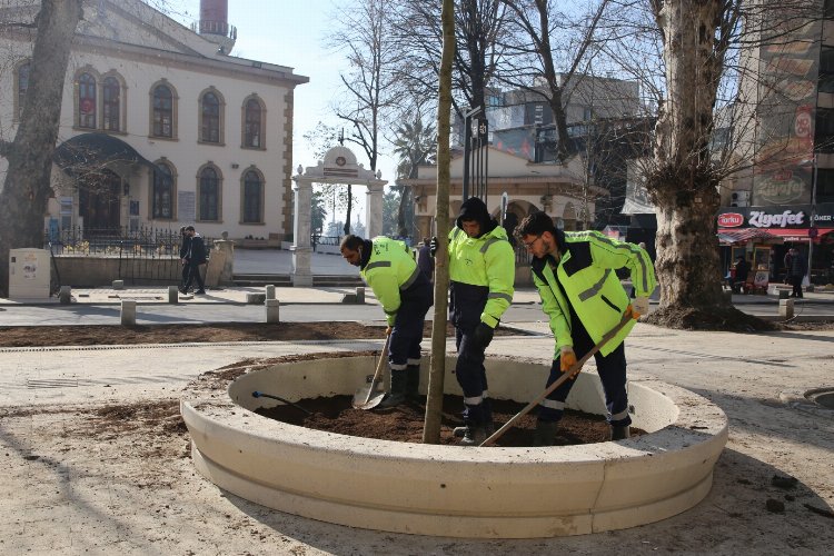 Kocaeli'nde asırlık çınarlara yenileri ekleniyor