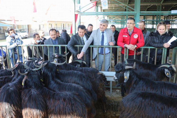 Manisa'da üreticilerin sürü kalitesi artacak 