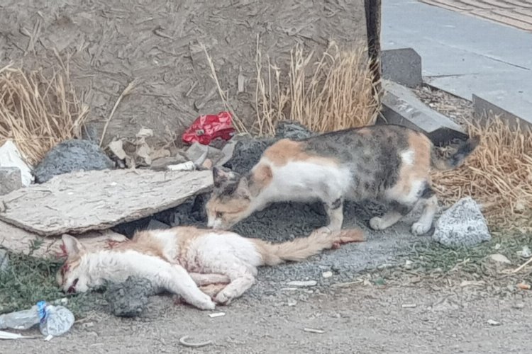 Mardin'de kedinin eşine vefalı vedası