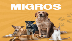 Migros, Sokak Hayvanlari İçin 4.423 Ton Gıda Bağışladı