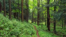 “Ormanlar 300 Yılda Geri Gelmez, Ihanet Durdurulsun!”