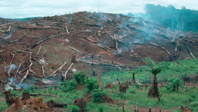 WWF: Korona döneminde orman katliamı yüzde 150 arttı
