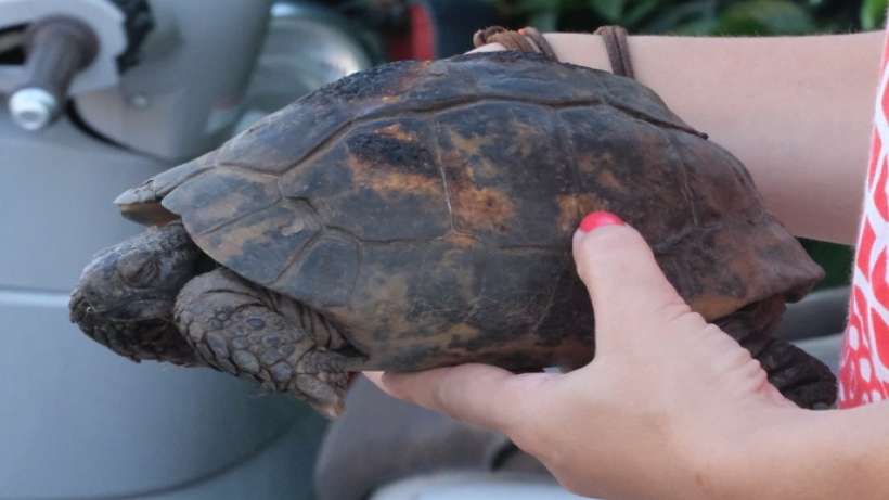 Yangında kurtarılan kaplumbağalar tedavi ediliyor