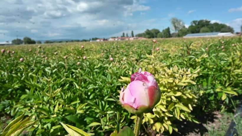 Yozgat’ta Yetiştirilen Şakayıkı Da Don Vurdu
