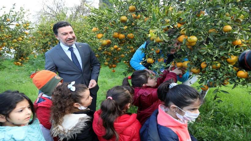 Bodrum belediyesinden mandalina üreticisine destek