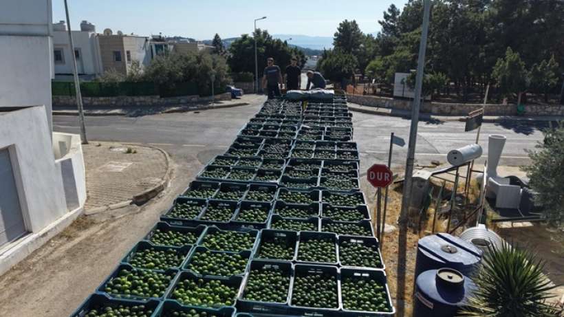 Bodrum Mandalininde Yeşil Hasat Bereketi