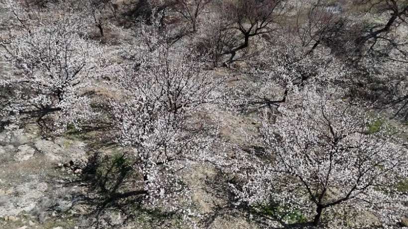 Malatya'da Kayısı Ağaçları Çiçek Açtı, Çiftçiler Zorlu Sezona Hazırlanıyor