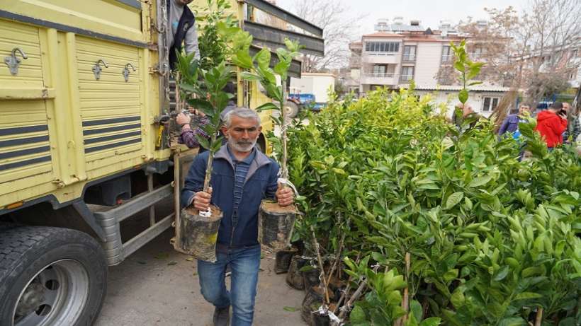 Milas Belediyesi,50 hibeli fidan dağıttı