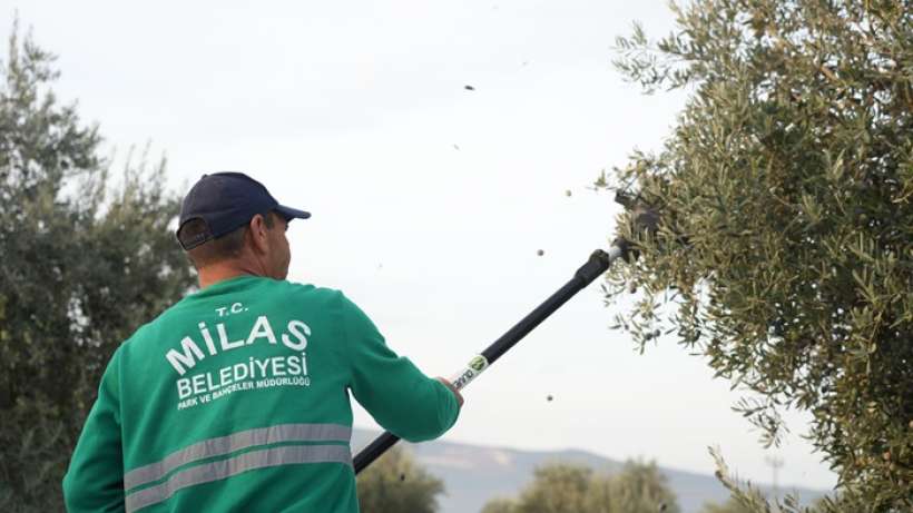 Milas Belediyesi Zeytin Hasadına Başladı