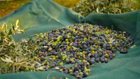 Milas Belediyesi Zeytin Hasadına Başladı