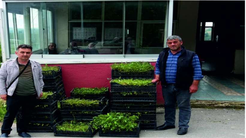 Muhtarlara fideler dağıtıldı Muhtarlara fideler dağıtıldı