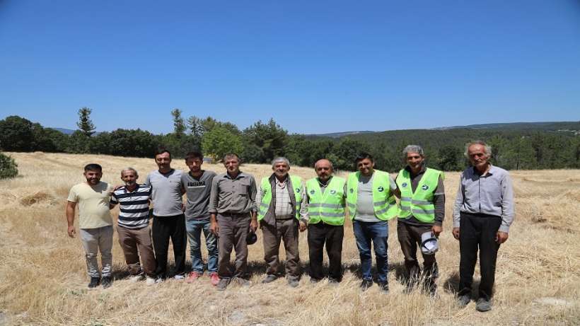 Siyez buğdayında hasat bereketi