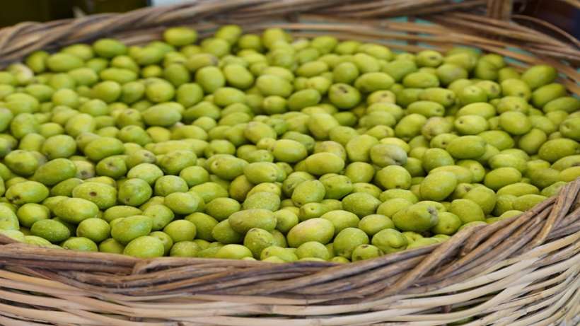 Tarsus, 3. Uluslararası Sarıulak Zeytin Festivaline Hazırlanıyor Tarsus, 3. Uluslararası Sarıulak Zeytin Festivaline Hazırlanıyor
