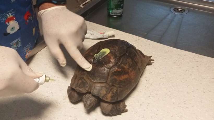 Yangında kurtarılan kaplumbağalar tedavi ediliyor